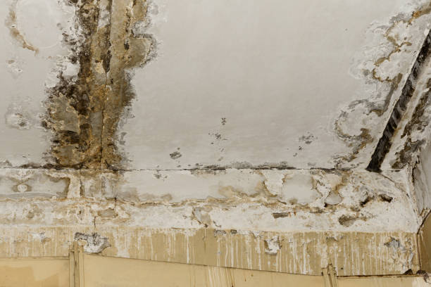 Best Mold Documentation for Insurance Claims  in Town Line, NY